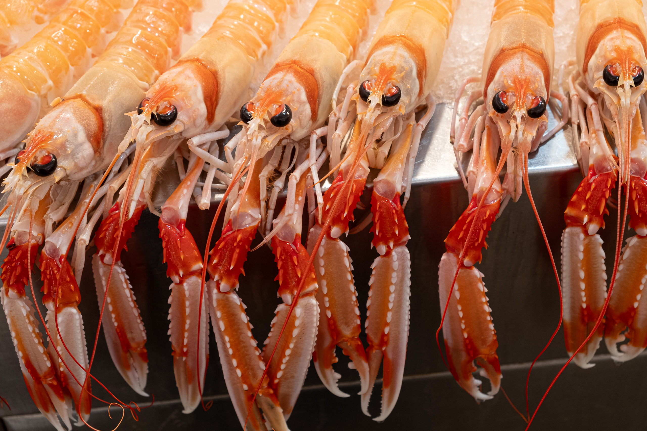 Frische Cigalas auf dem Mercado Central